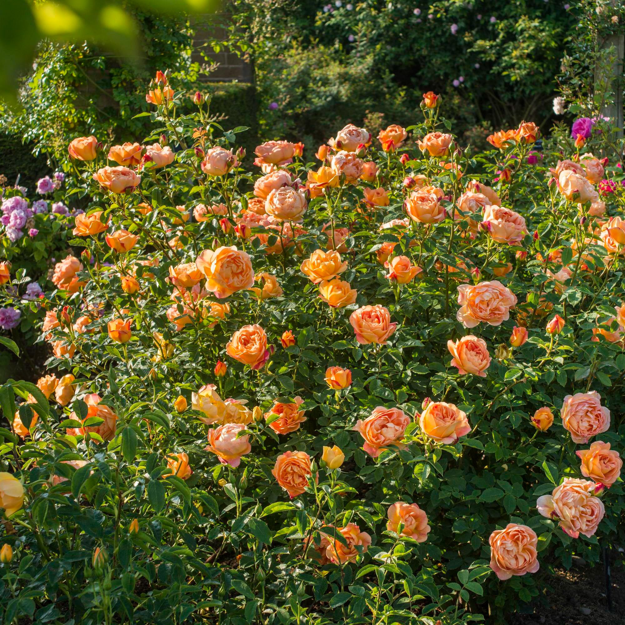 Lady of Shalott® - Image 8