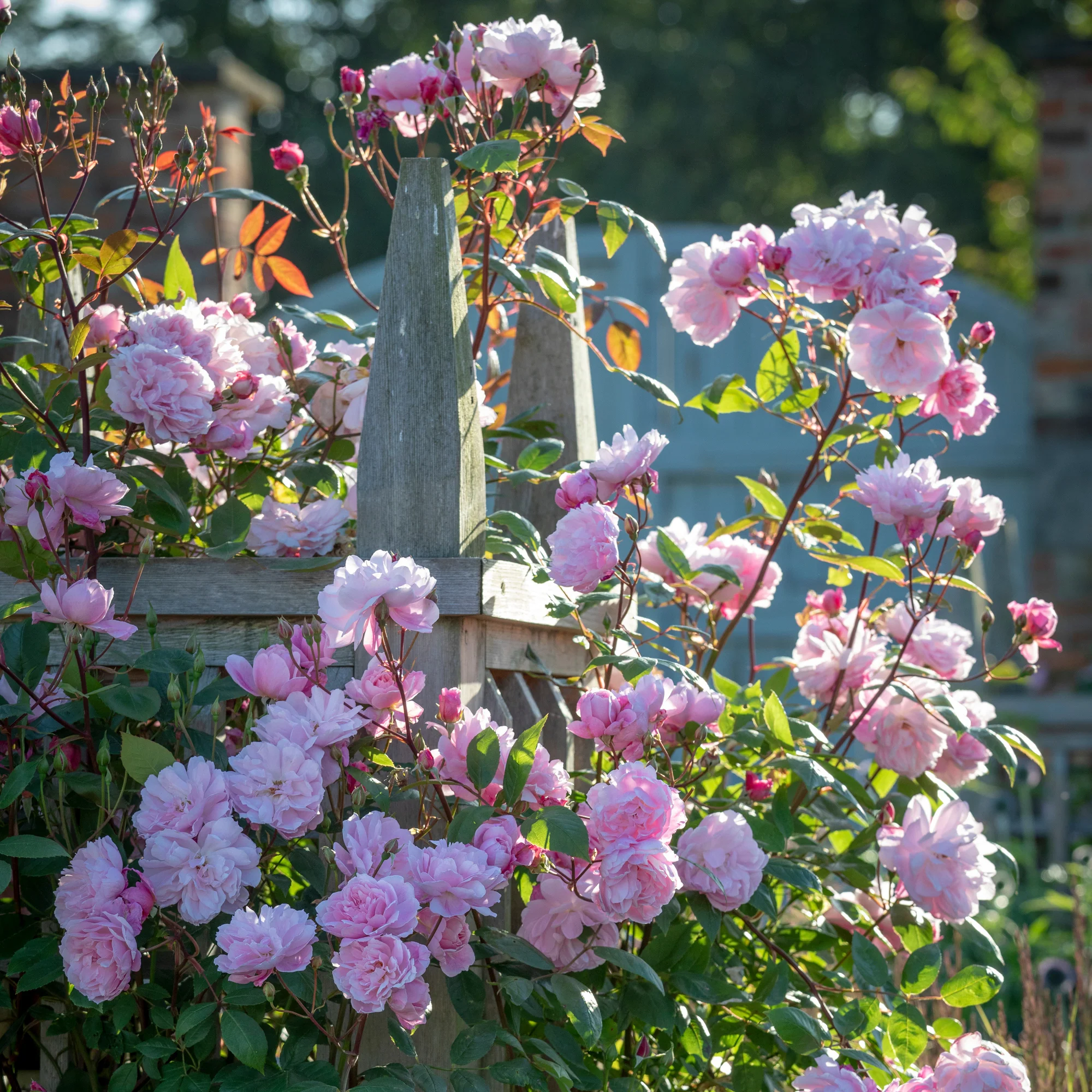 Mary Delany® - Image 4