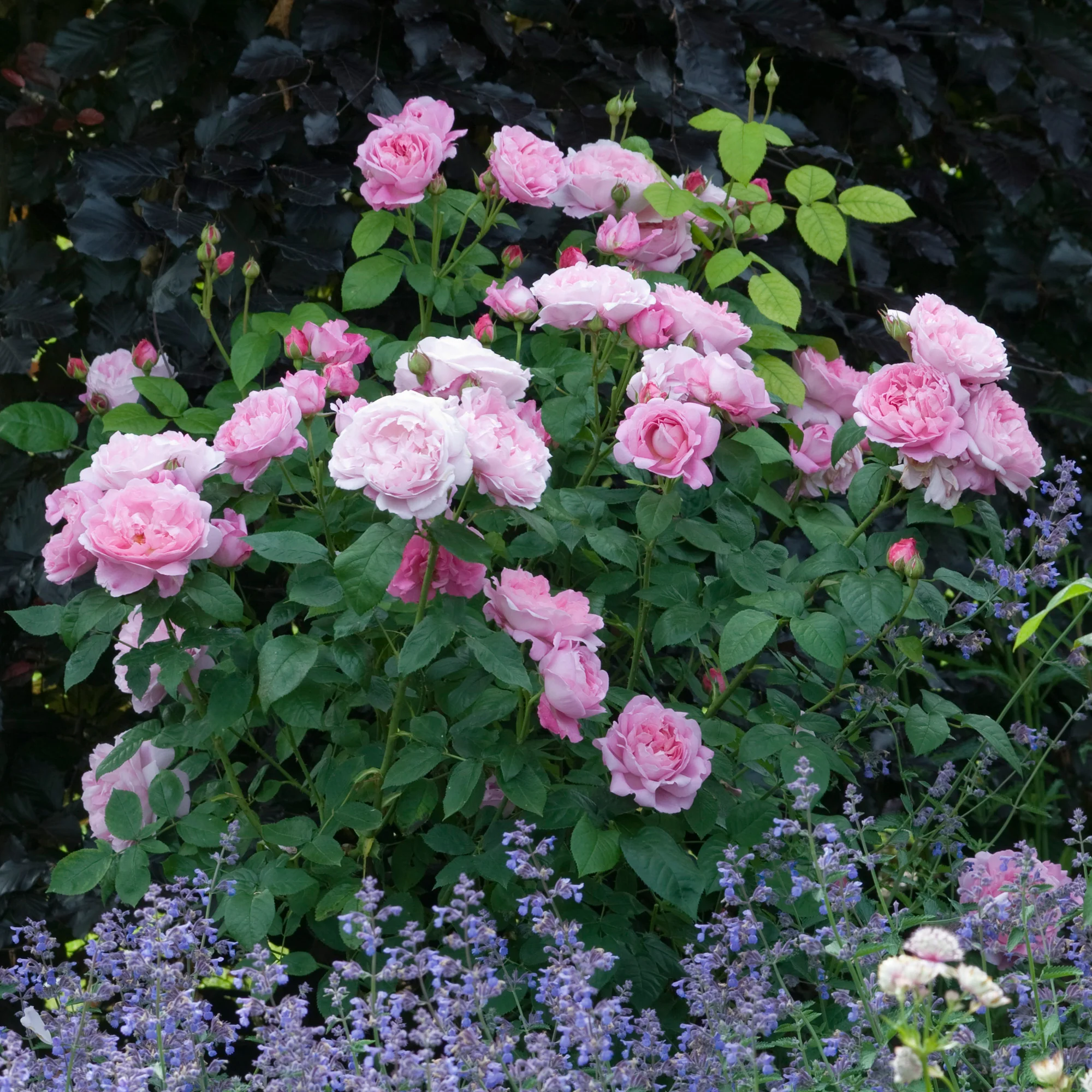 Mary Rose® - Image 3