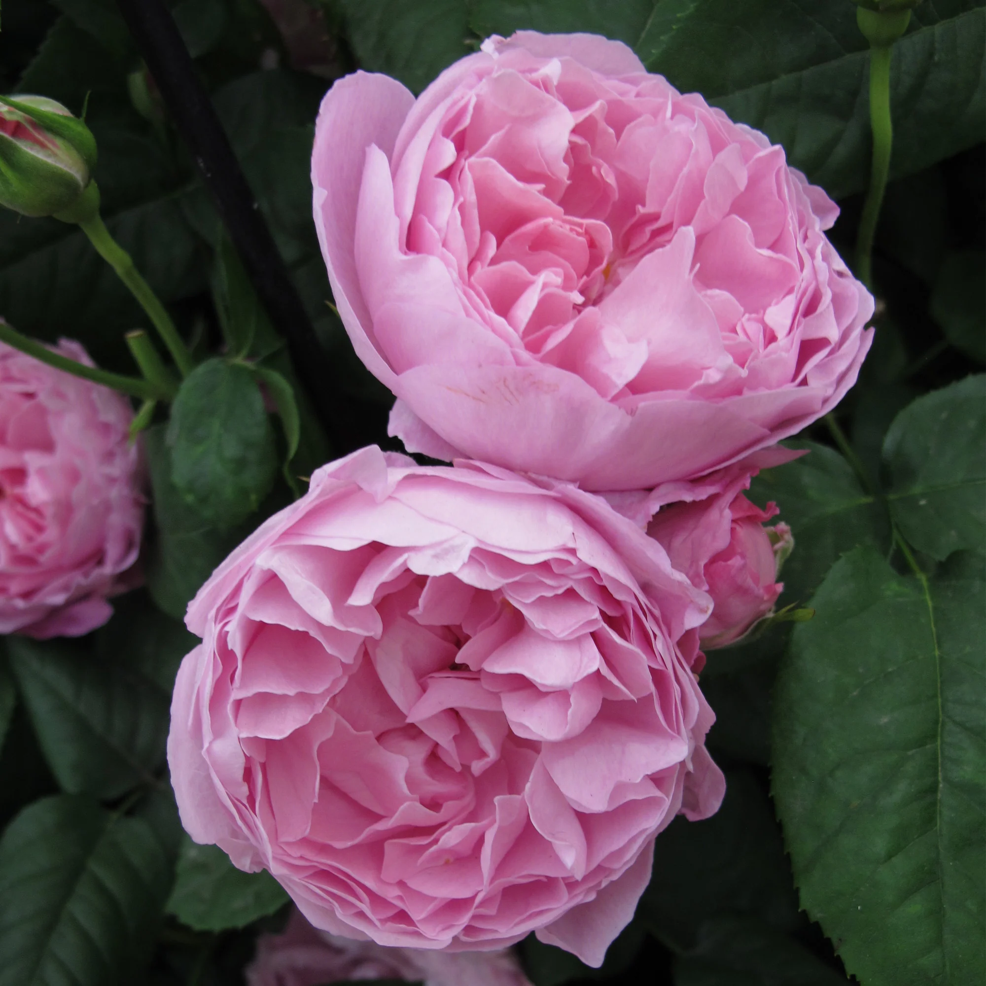 Mary Rose® - Image 4