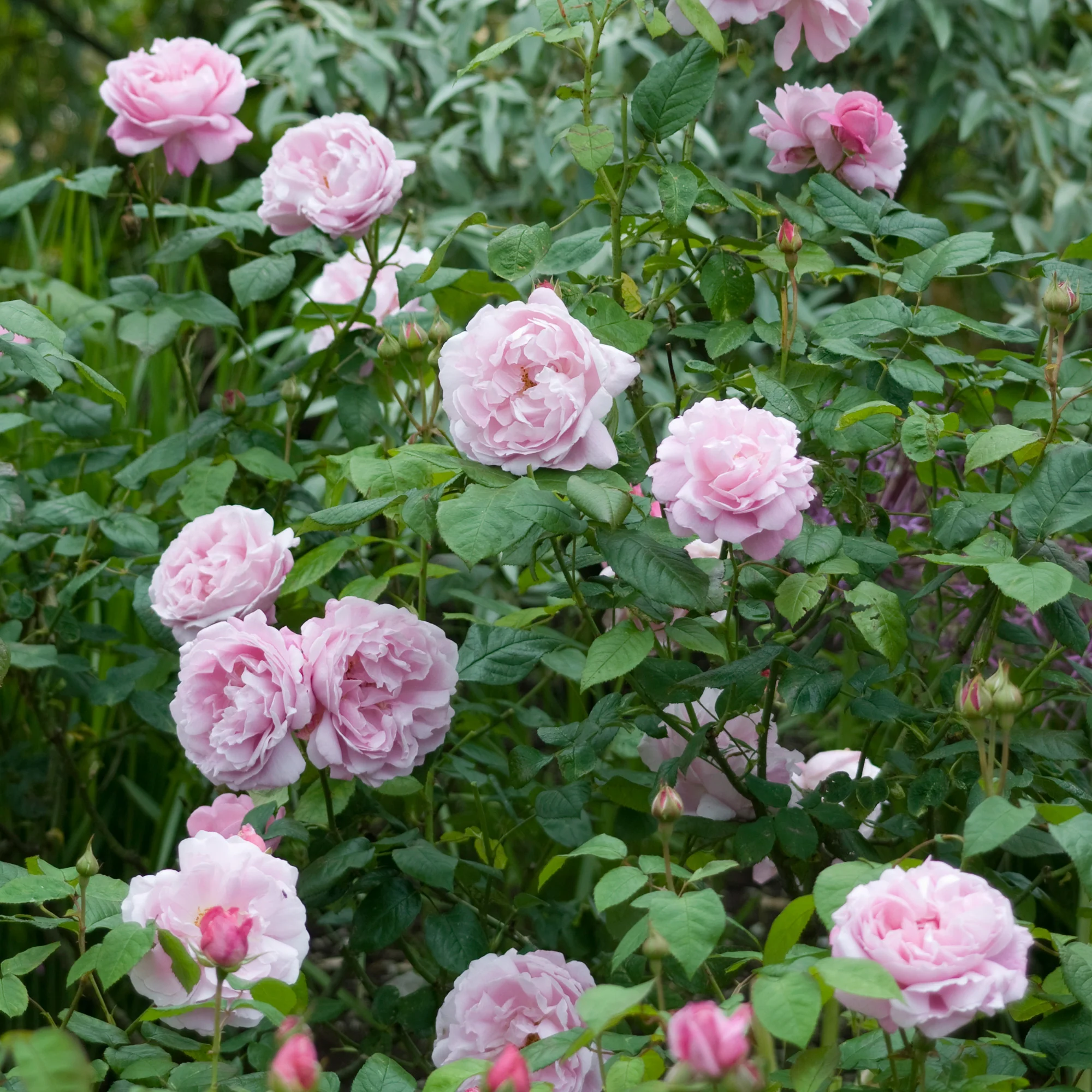 Mary Rose® - Image 5