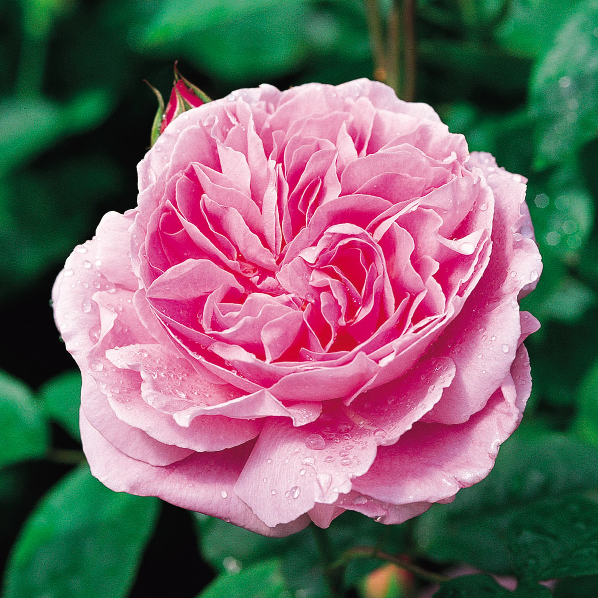 Mary Rose® - Image 5