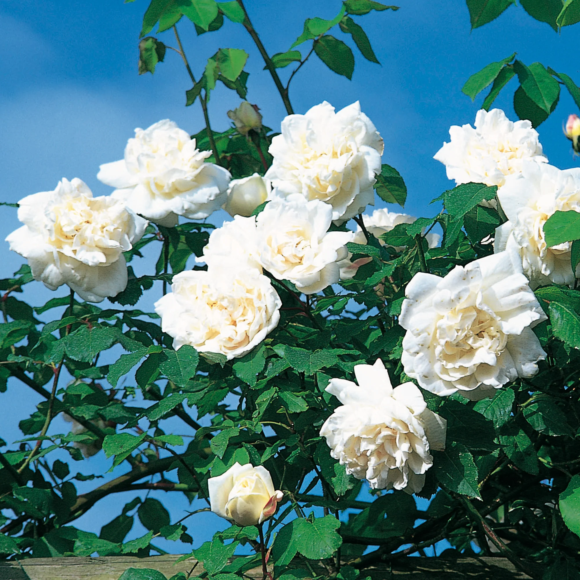 Mme. Alfred Carrière - Image 4