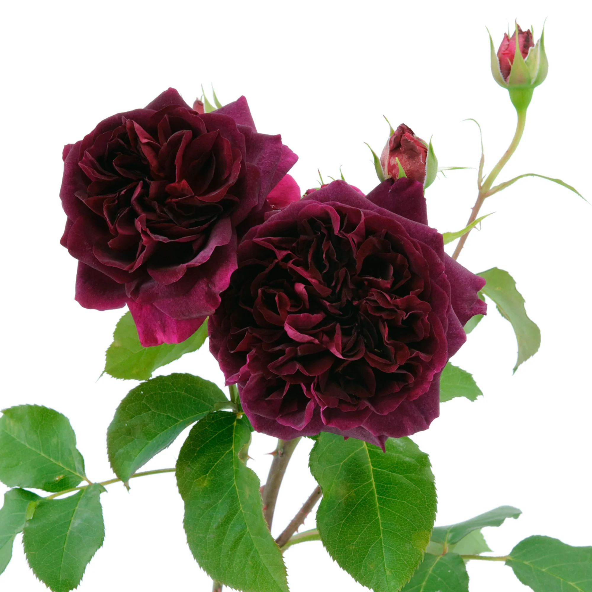 Munstead Wood® - Image 10