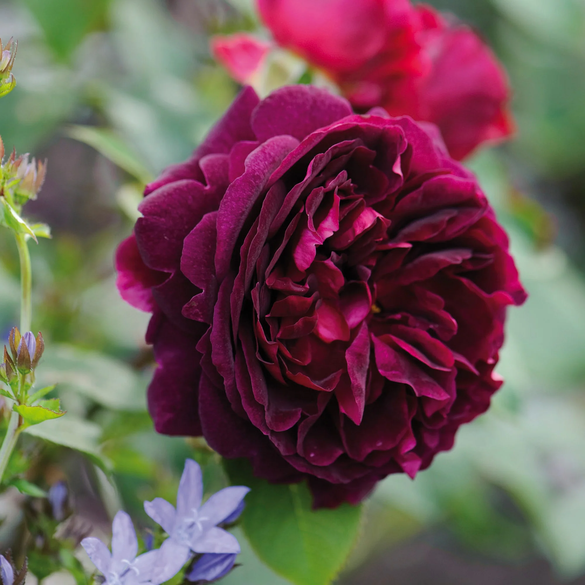 Munstead Wood® - Image 4