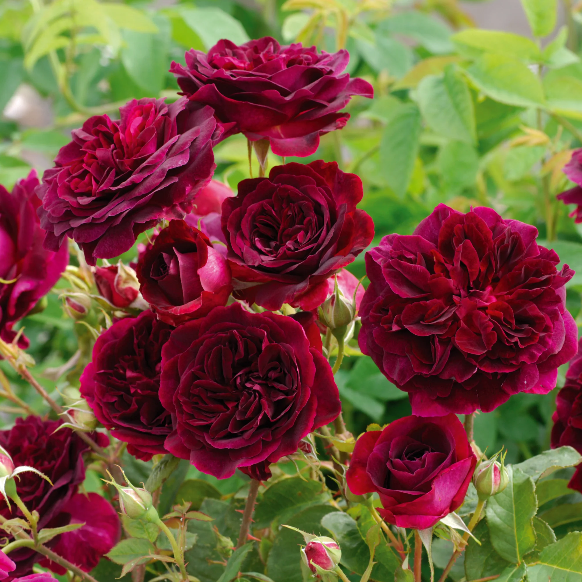 Munstead Wood® - Image 6