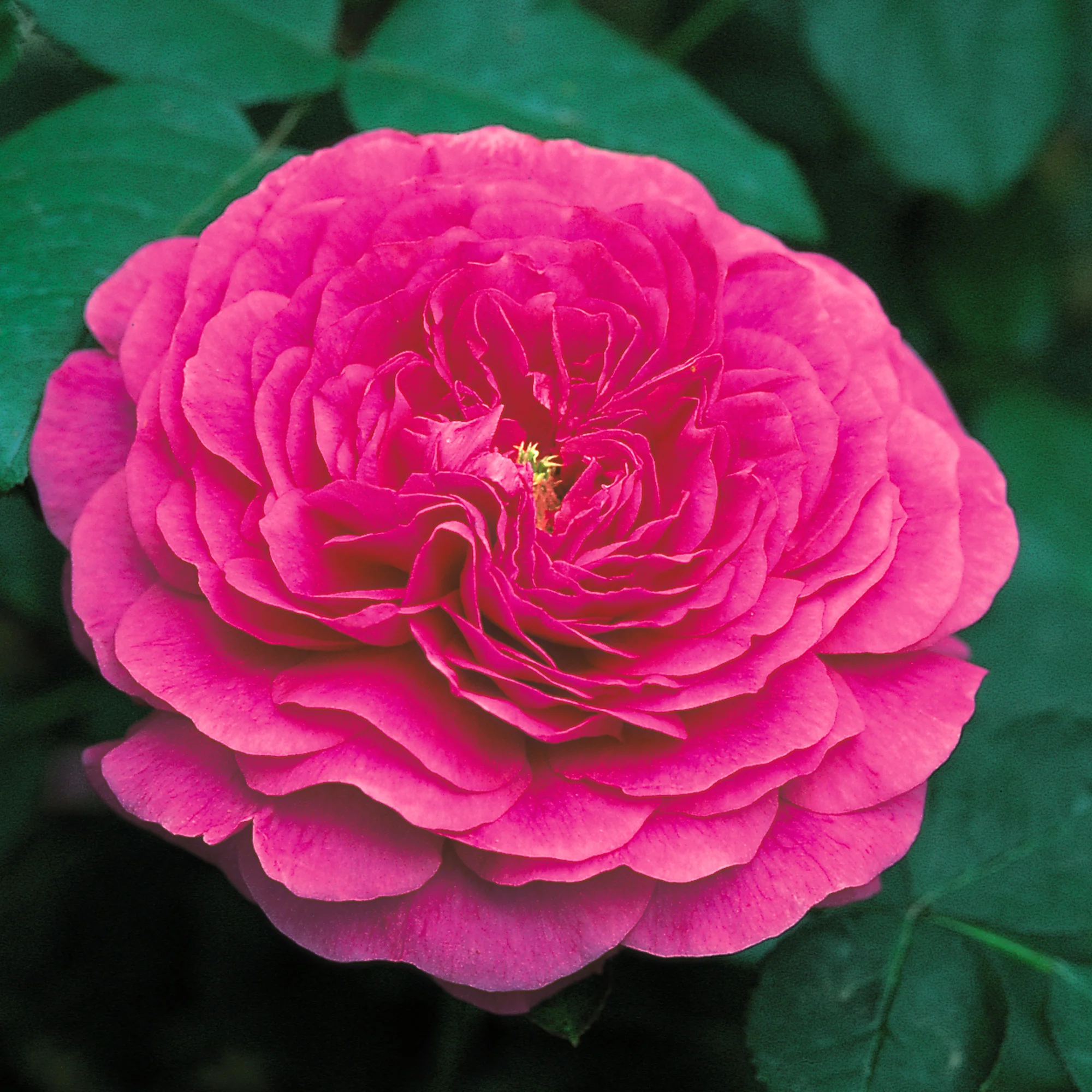 Noble Antony - Image 4