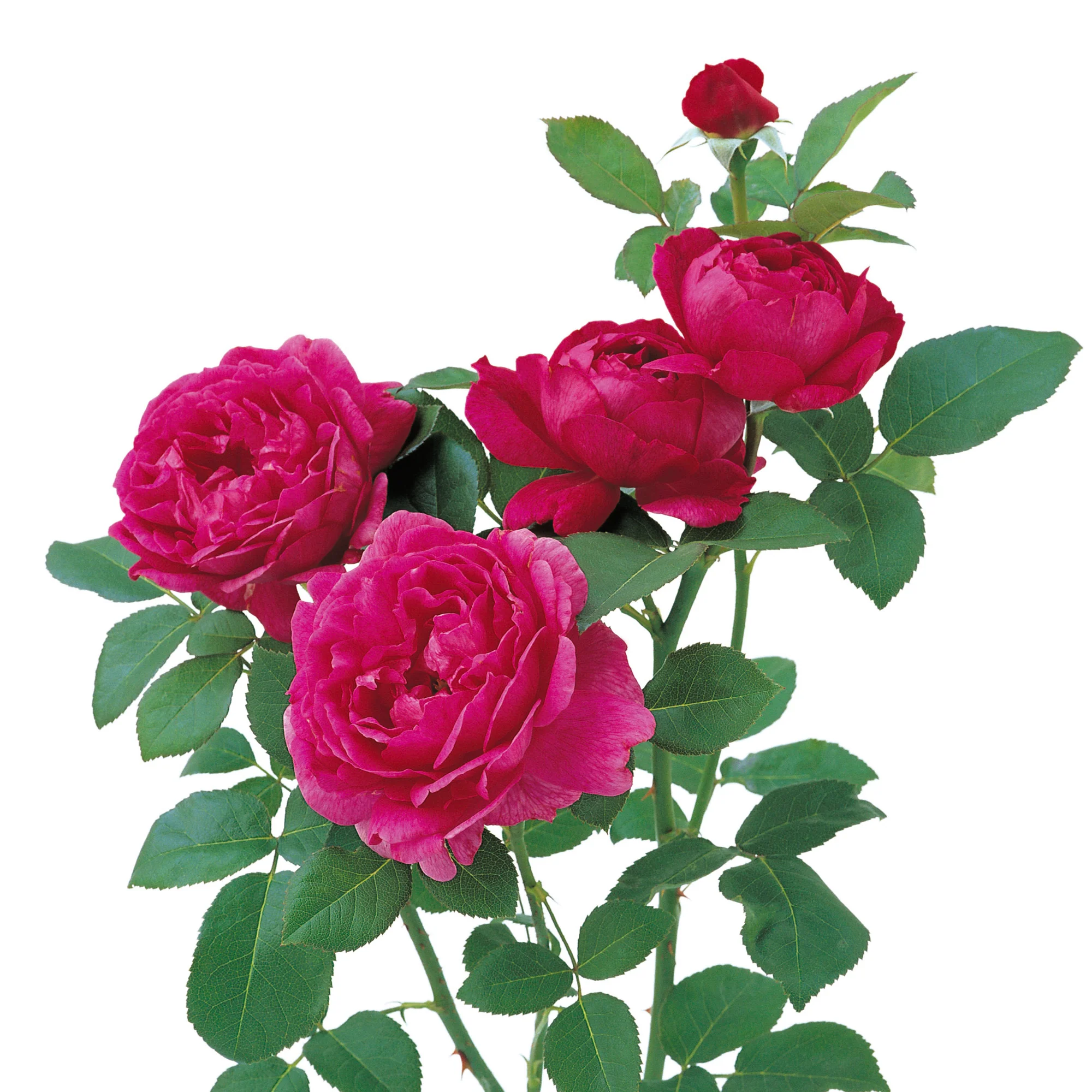 Noble Antony - Image 7