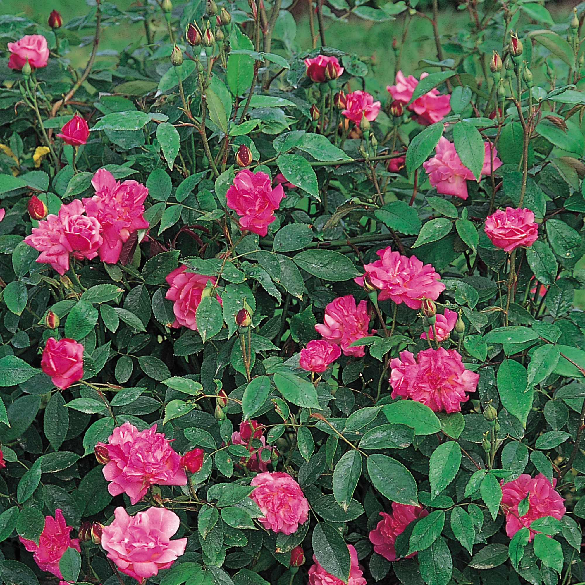 Old Blush China - Image 2