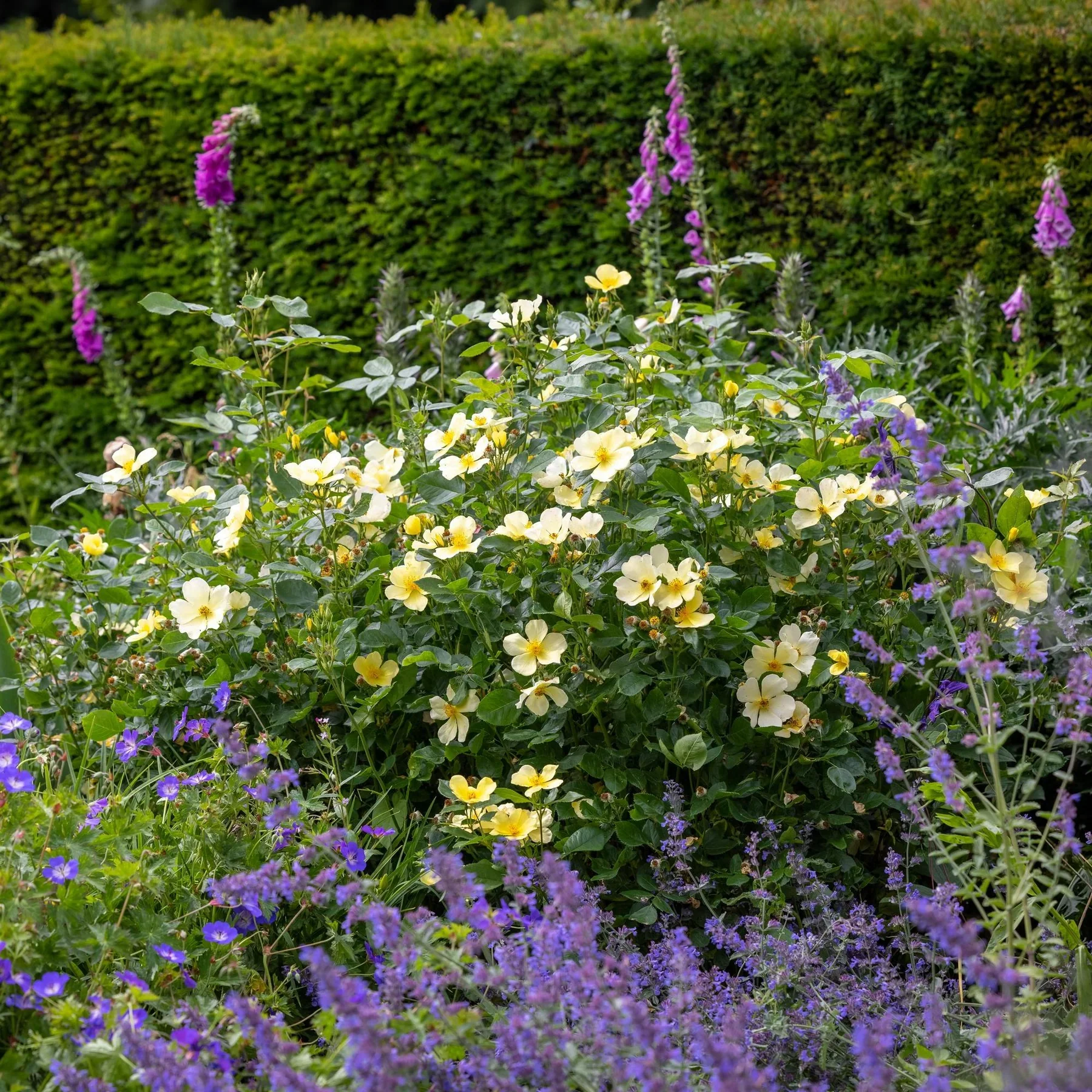 Perfect for Pollinators Bundle - Image 4