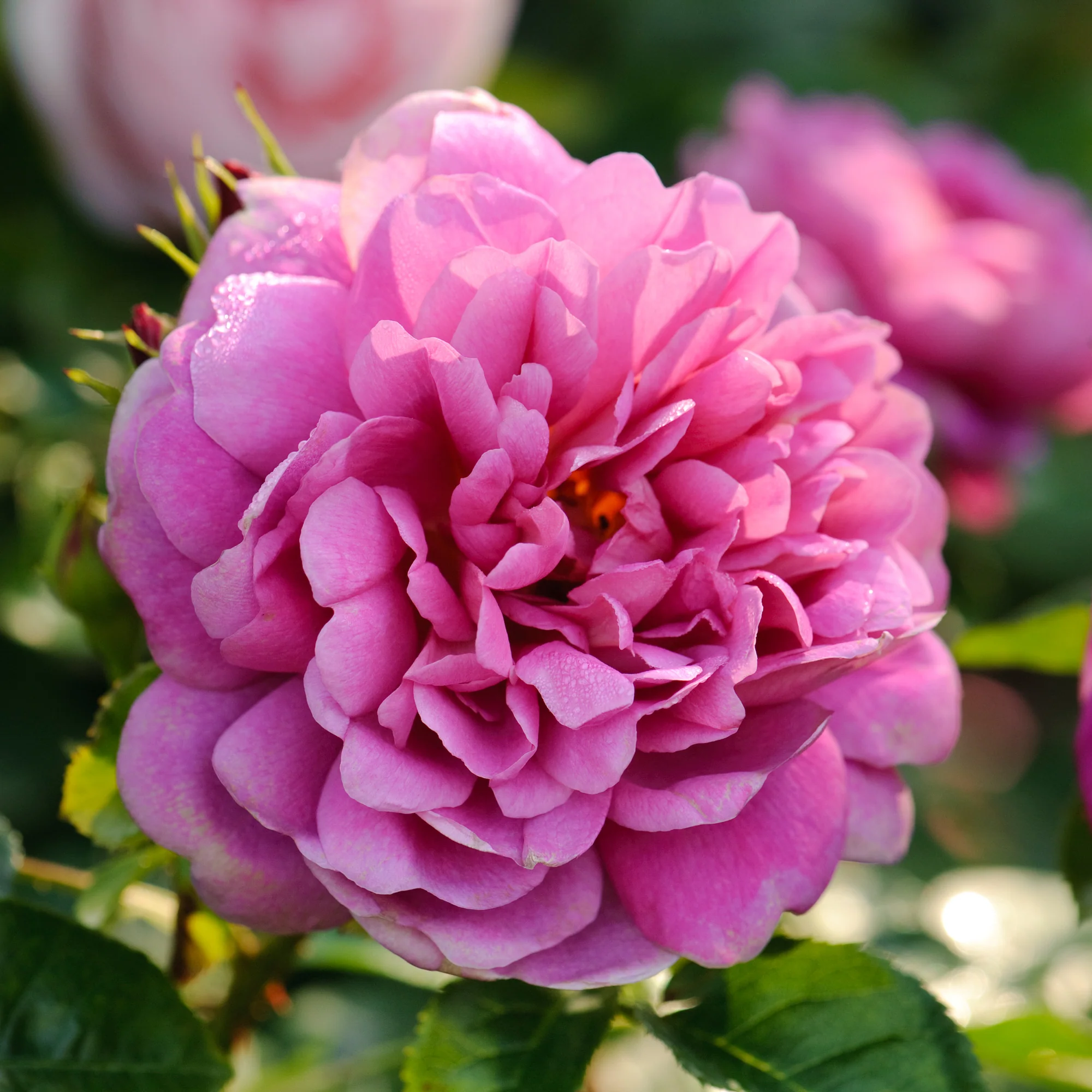 Princess Anne™ - Image 5
