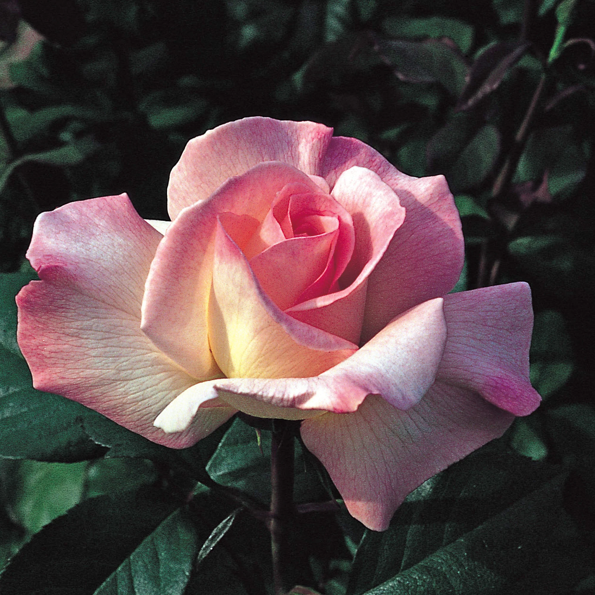 Pristine - Image 2