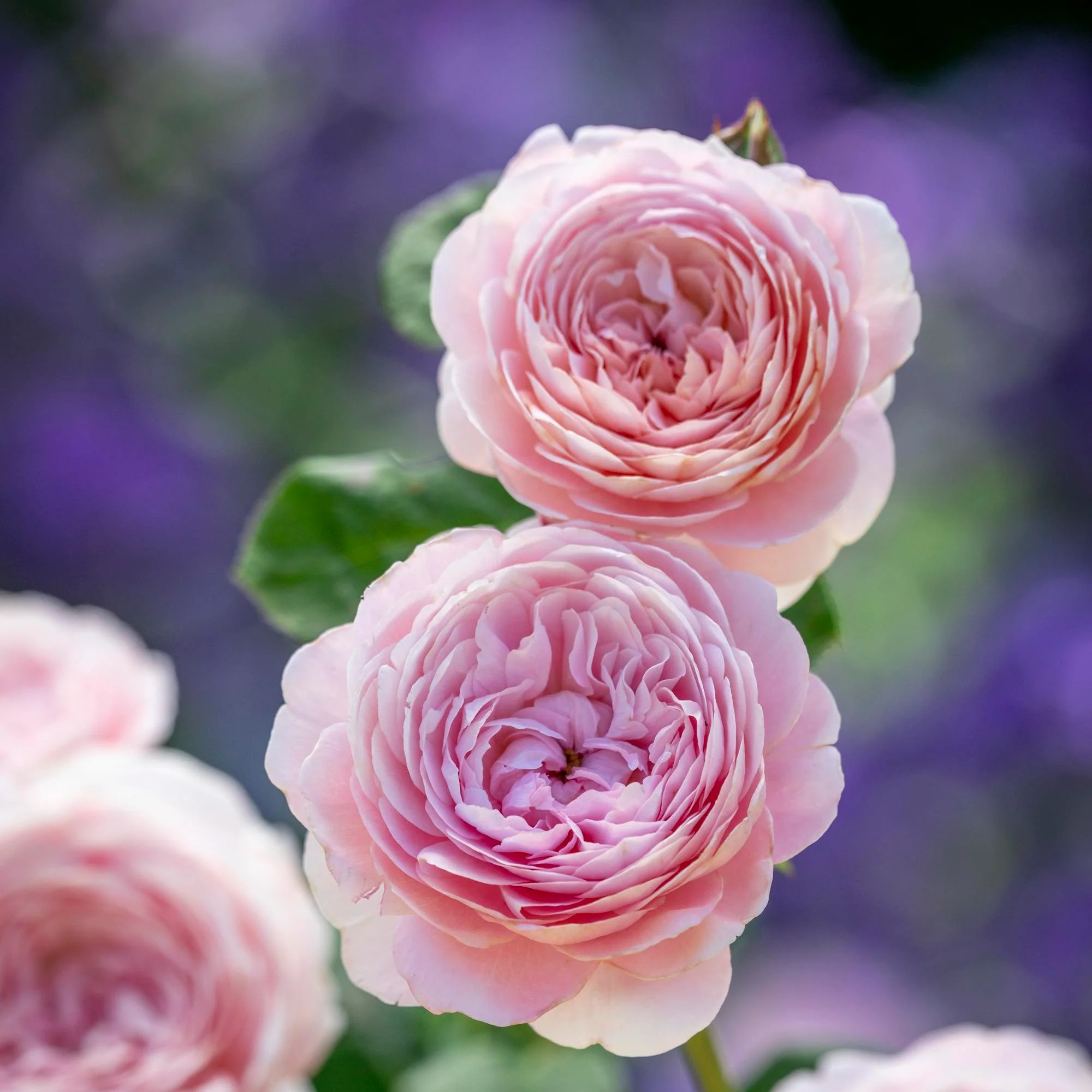 Queen of Sweden® - Image 4