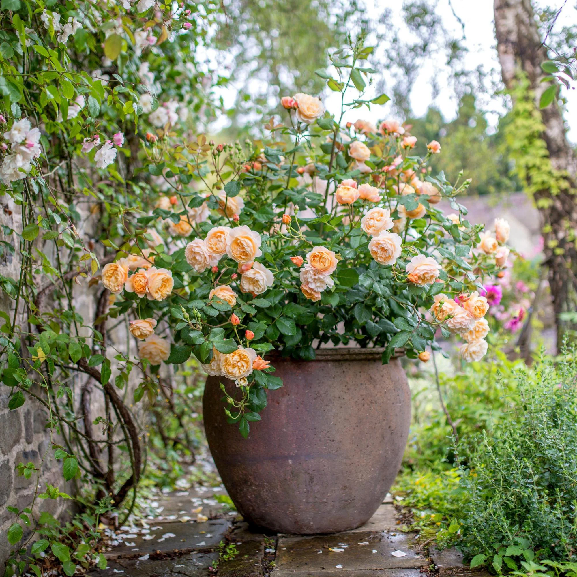 Roald Dahl® - Image 6