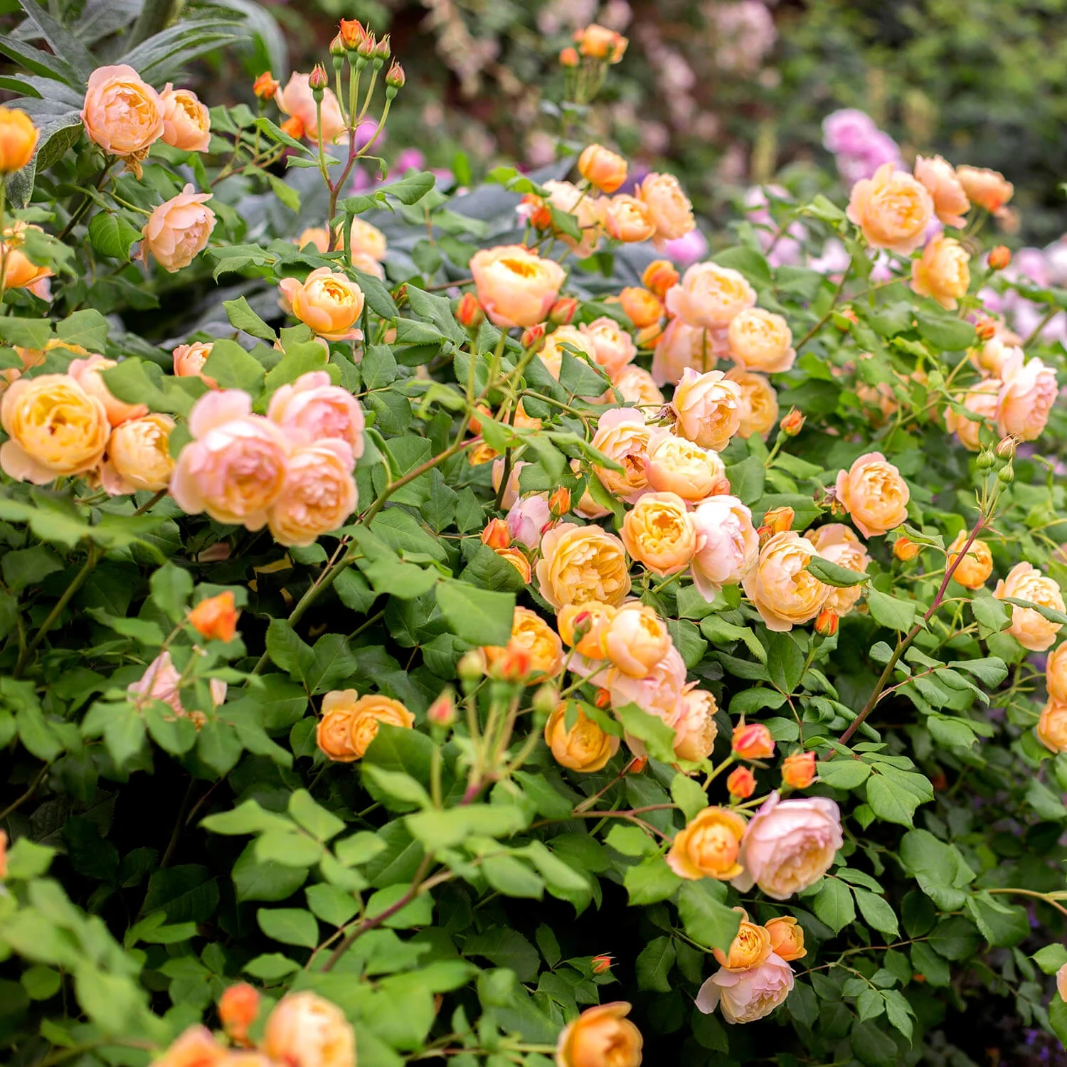 Roald Dahl® 5 Rose Hedging Bundle