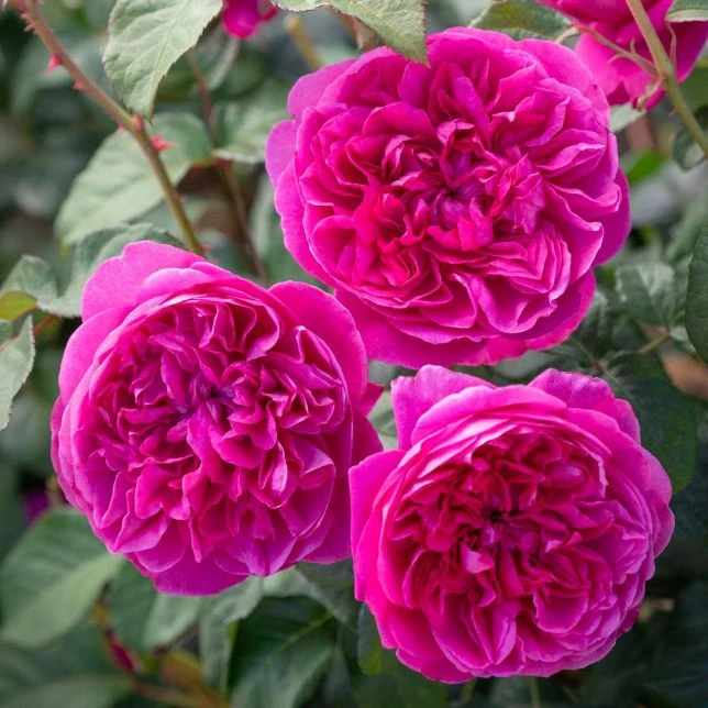 Romantic Pinks Bundle - Image 2