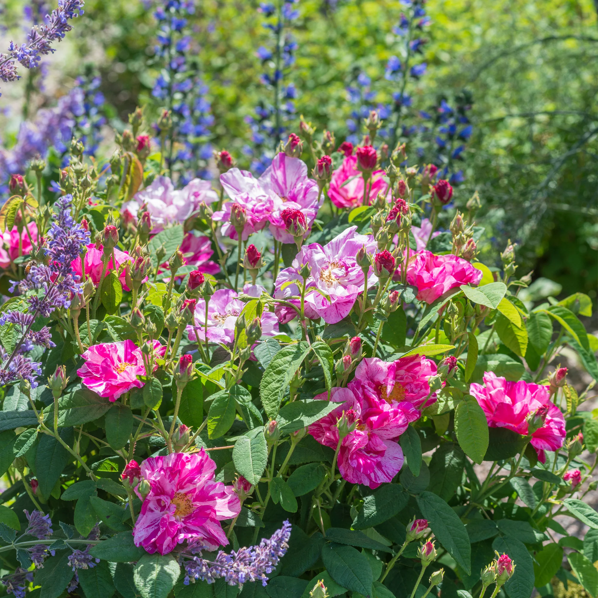 Rosa Mundi - Image 3