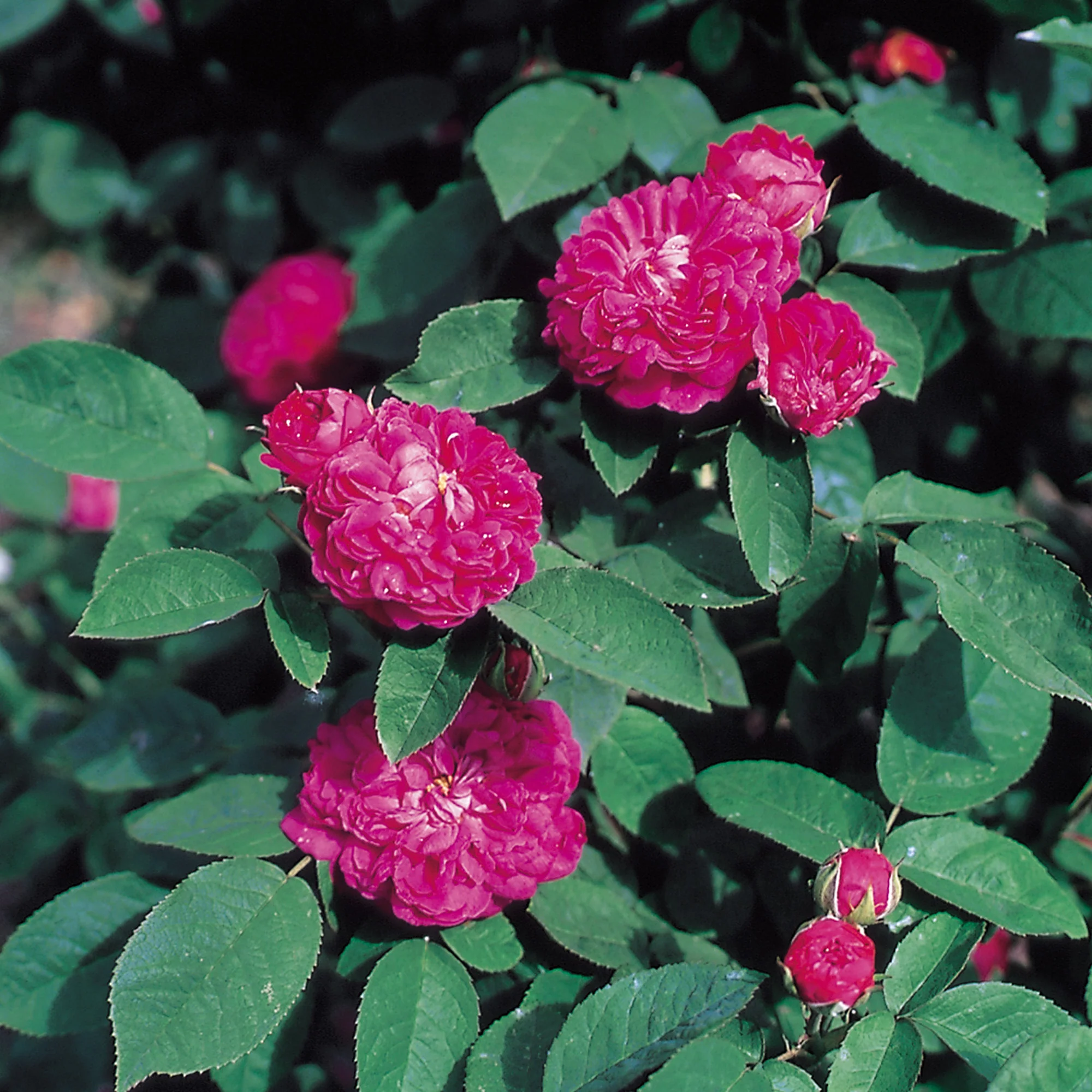 Rose de Rêscht - Image 2