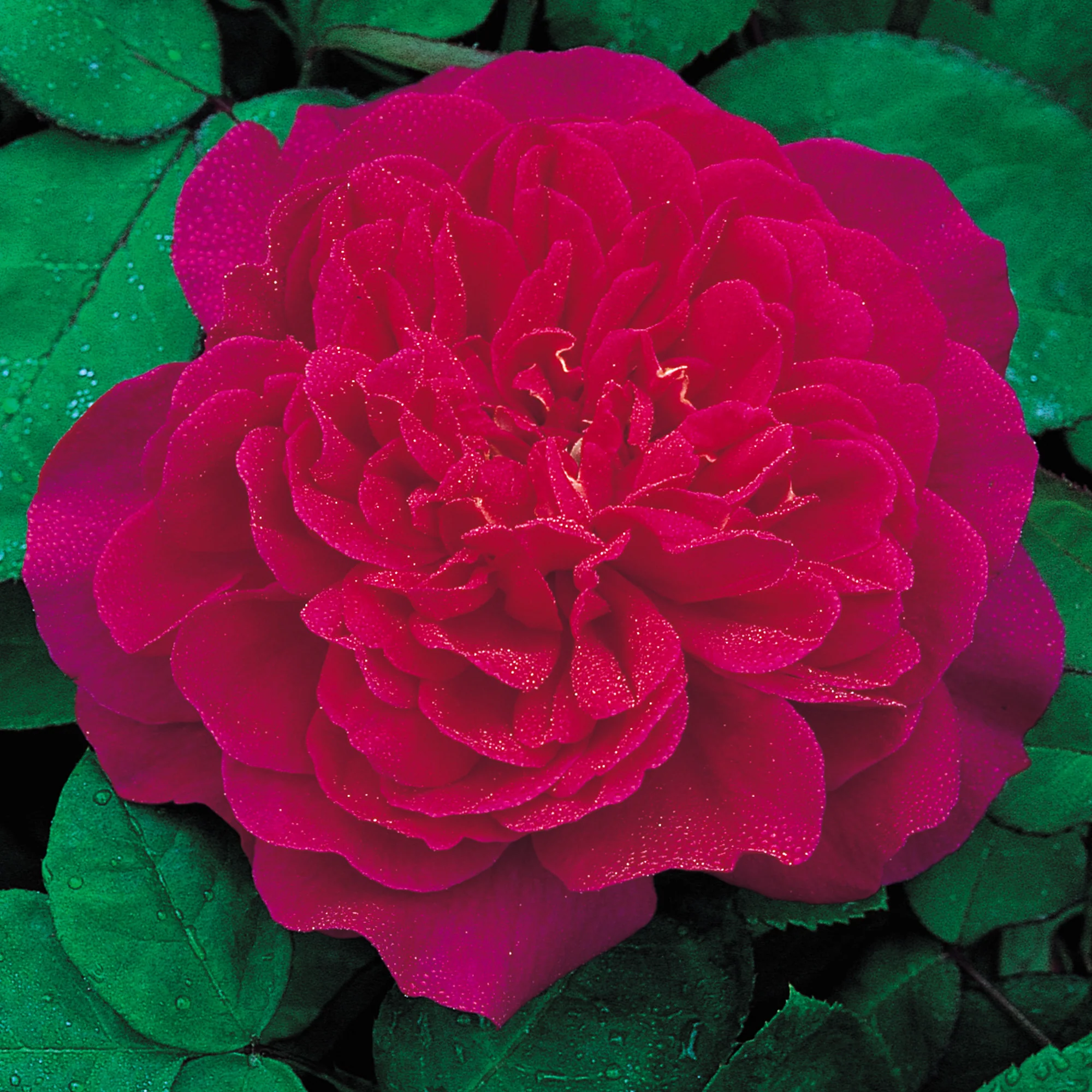 Sophy’s Rose - Image 2