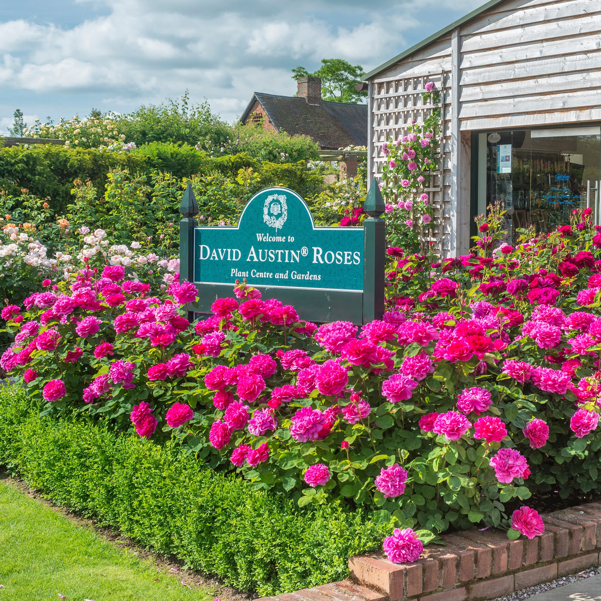 Sophy’s Rose - Image 5