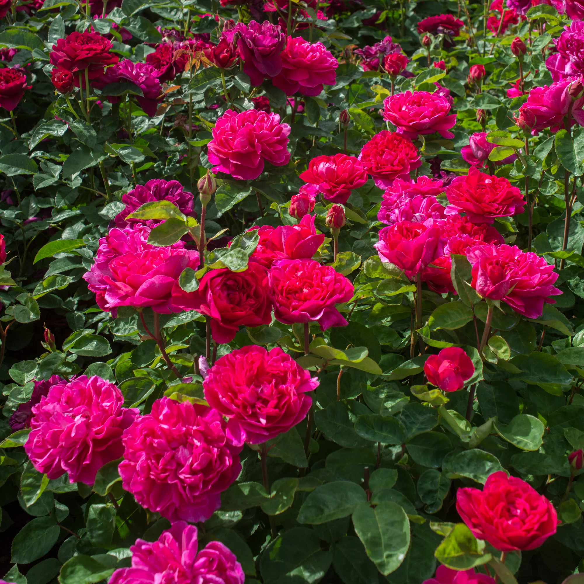 Sophy’s Rose - Image 7
