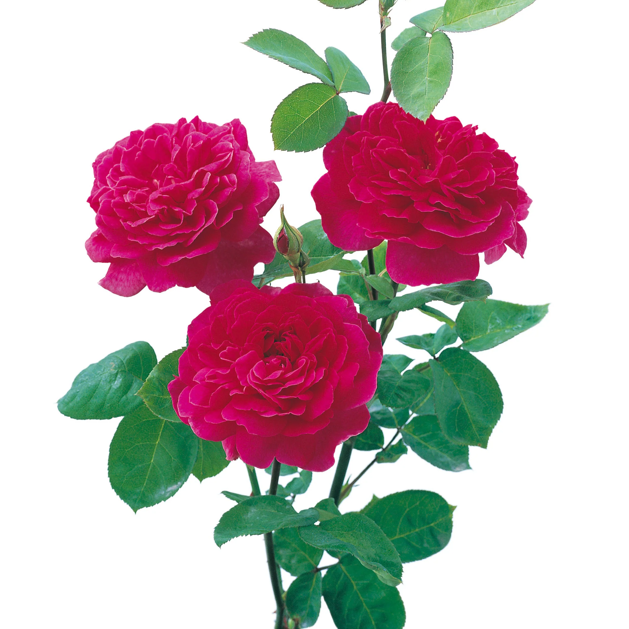 Sophy’s Rose - Image 8
