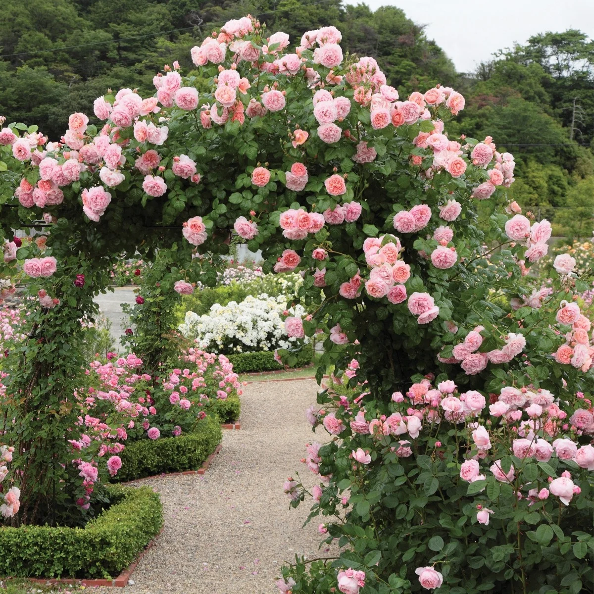 Strawberry Hill® - Image 3