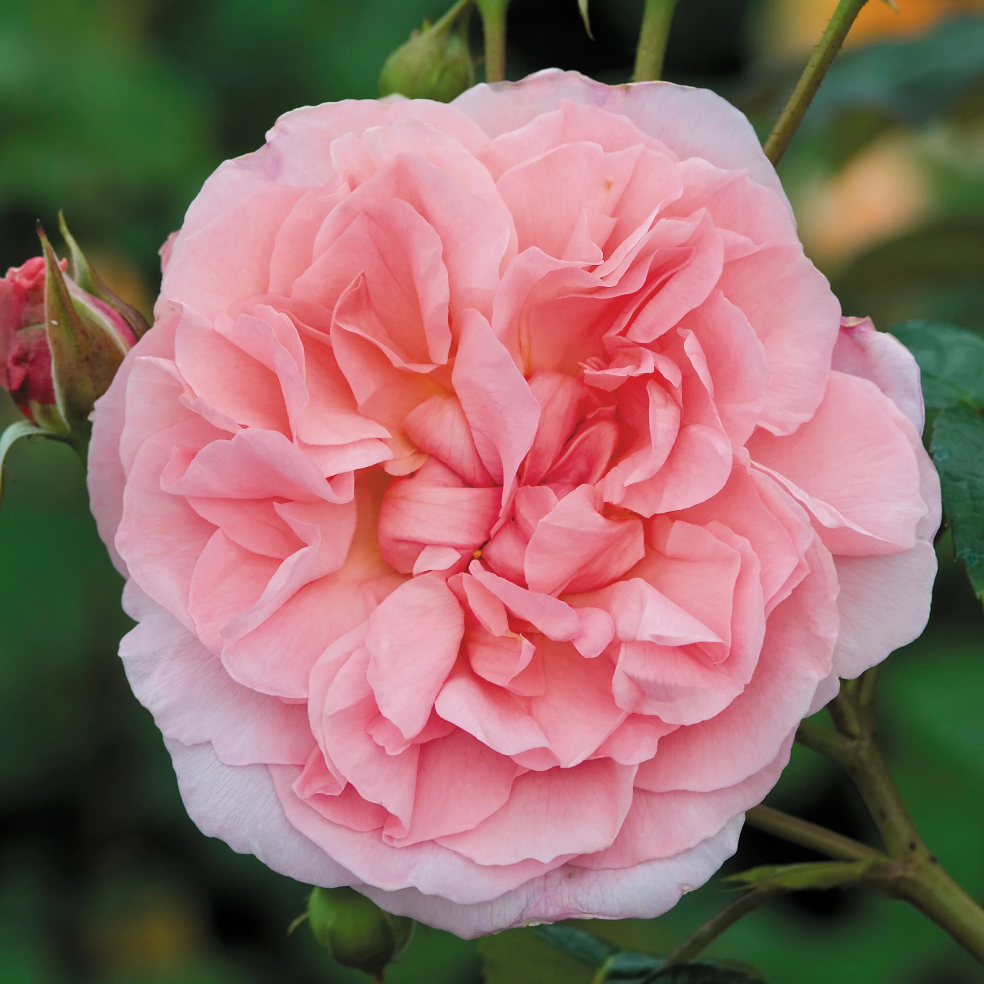 Strawberry Hill® - Image 4