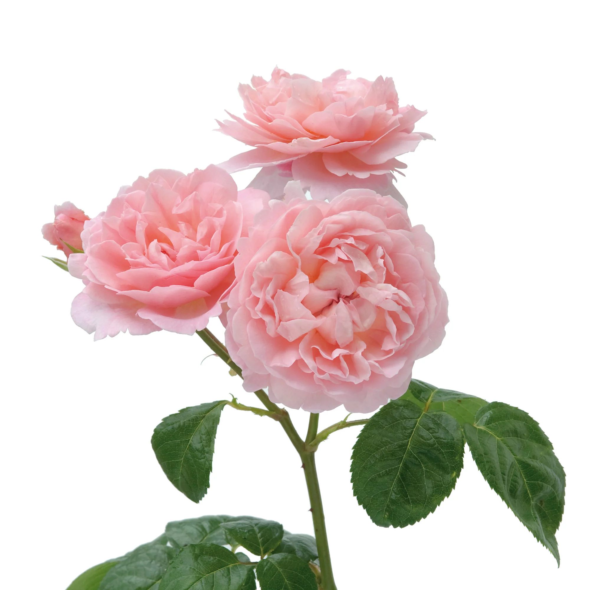 Strawberry Hill® - Image 6