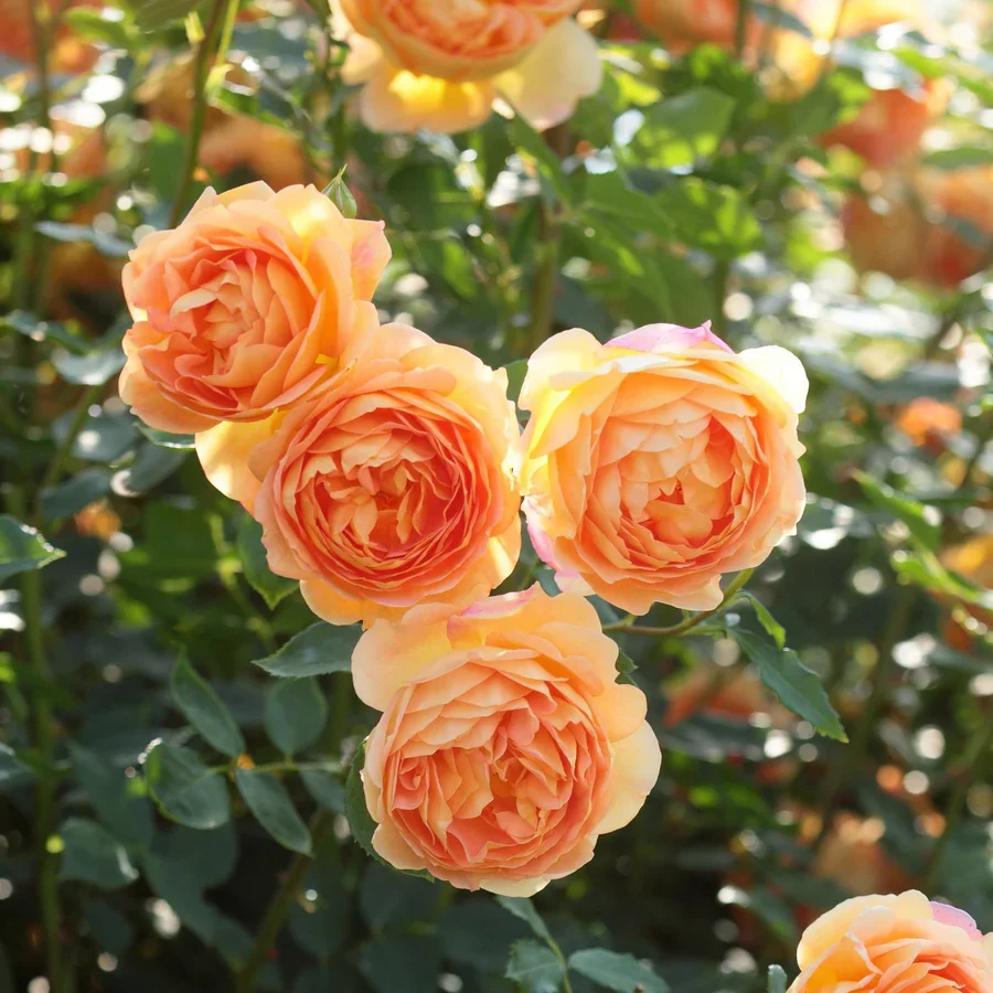 Sunset Shades Bundle - Image 3