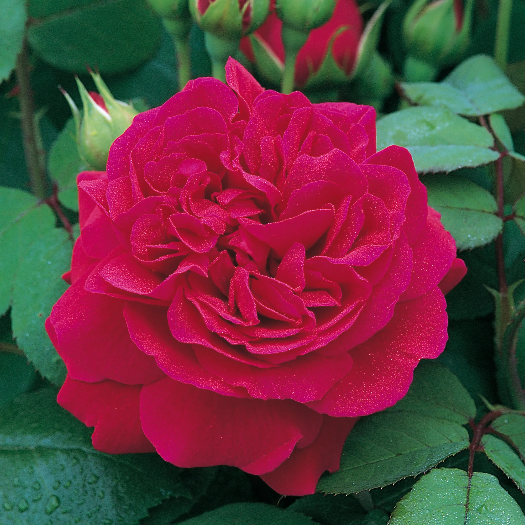 Tess of the d’Urbervilles® - Image 4