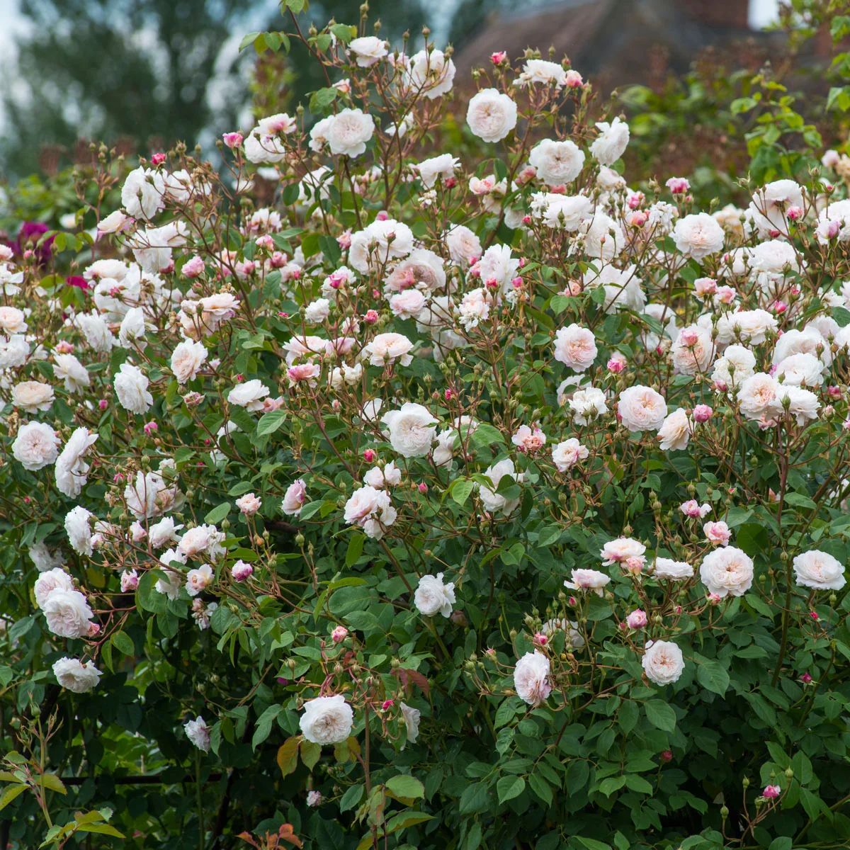 The Albrighton Rambler® - Image 4