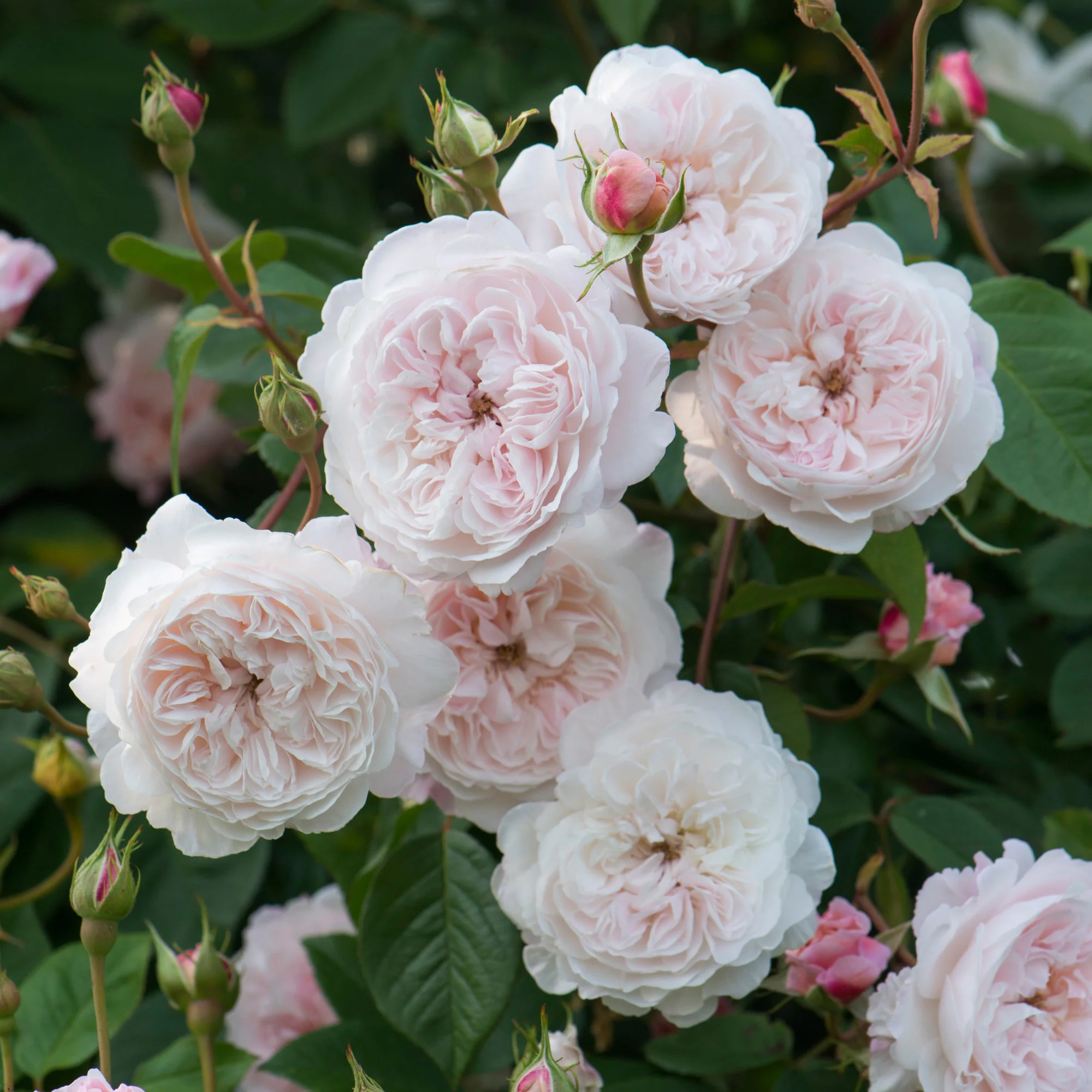 The Albrighton Rambler® - Image 5
