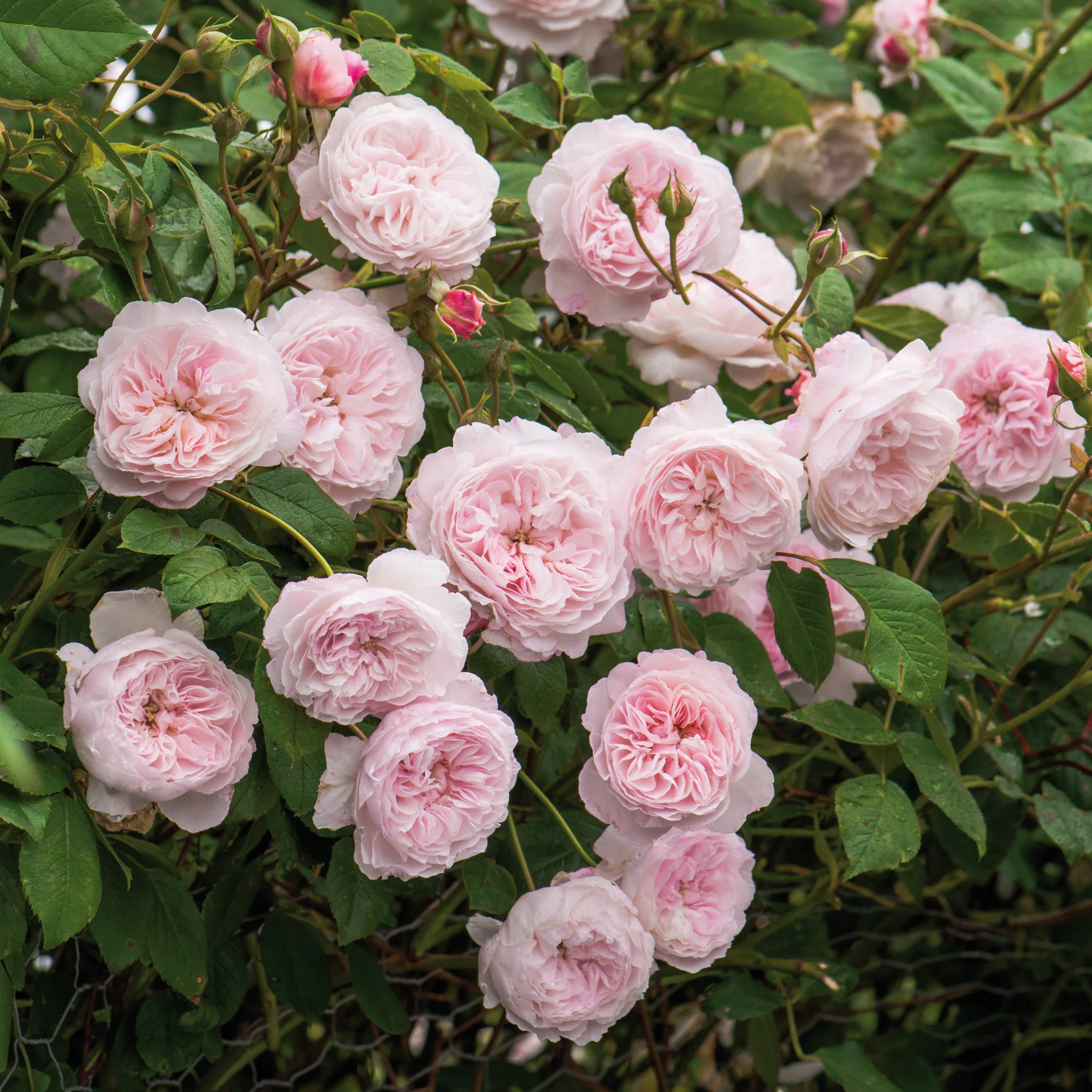 The Albrighton Rambler® - Image 7