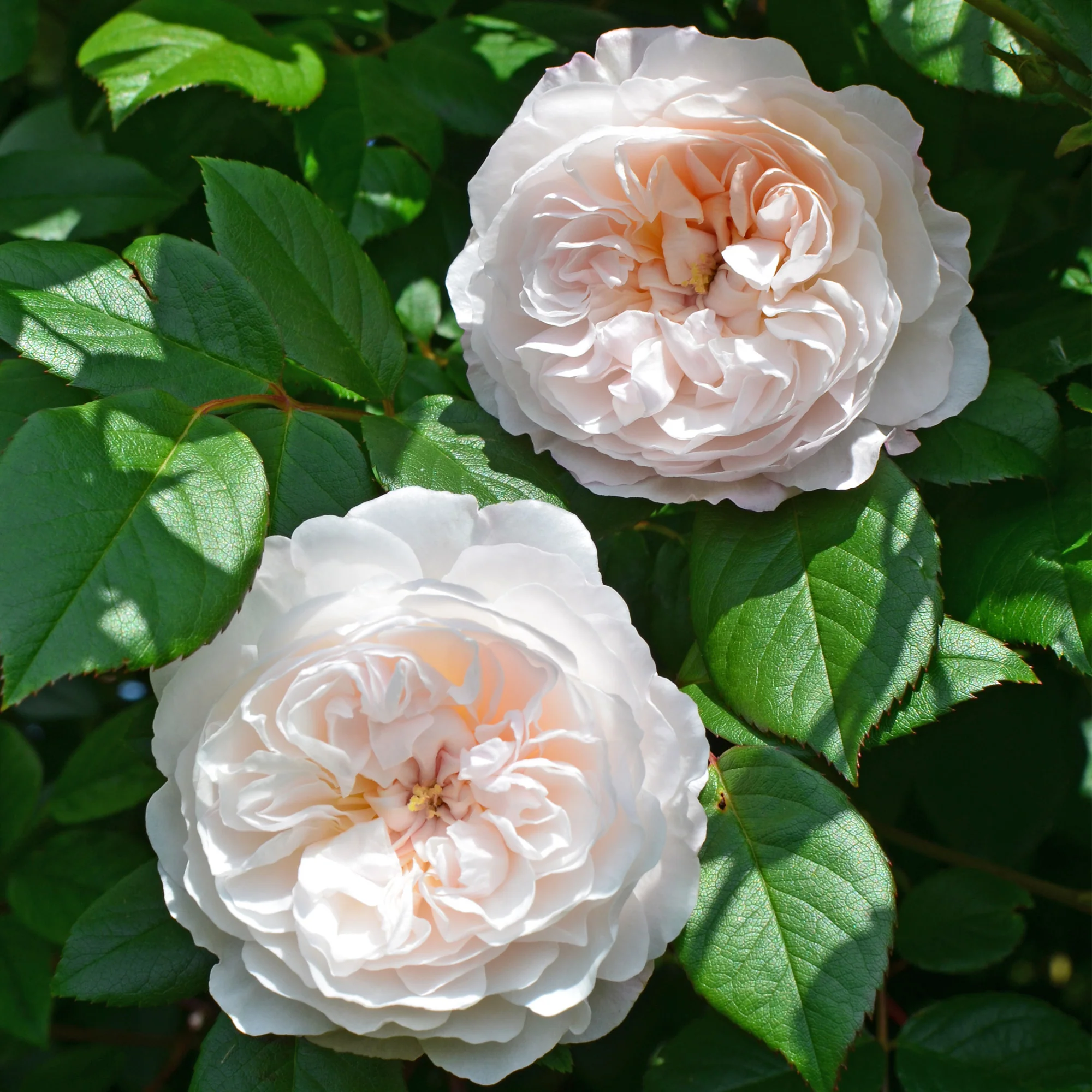 The Albrighton Rambler® - Image 9