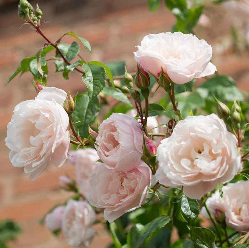 The Generous Gardener® - Image 6