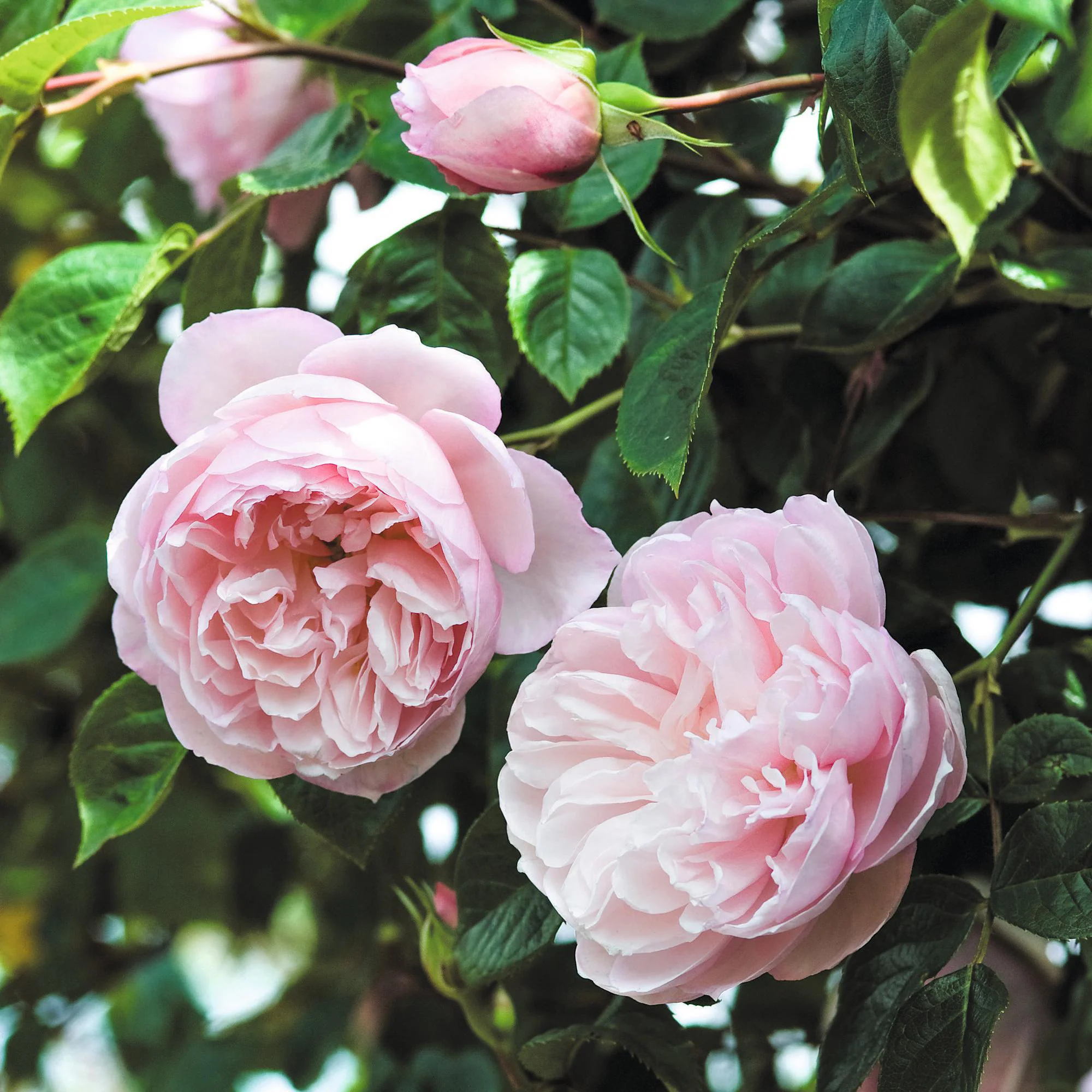 The Generous Gardener® - Image 8