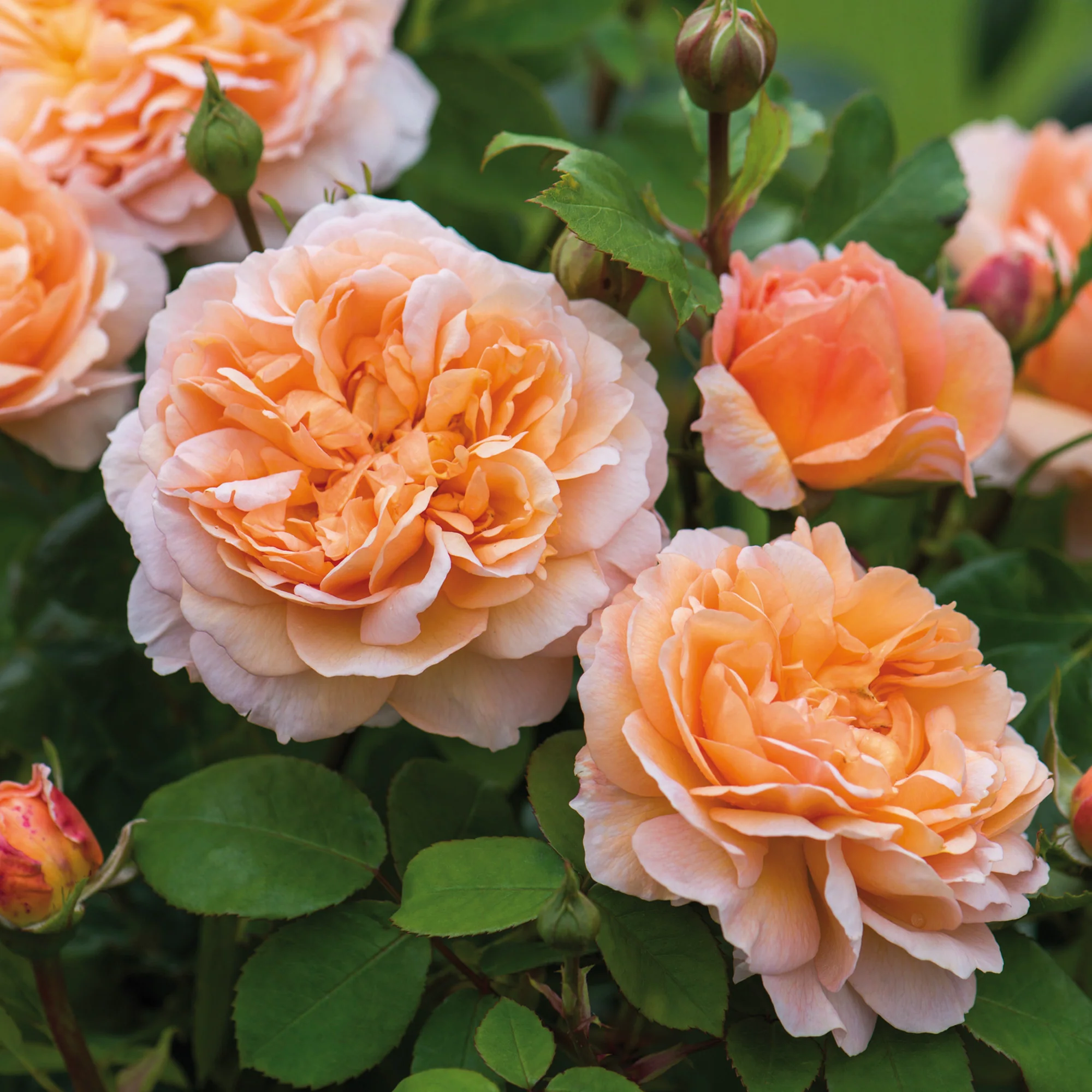 The Lady Gardener® - Image 3