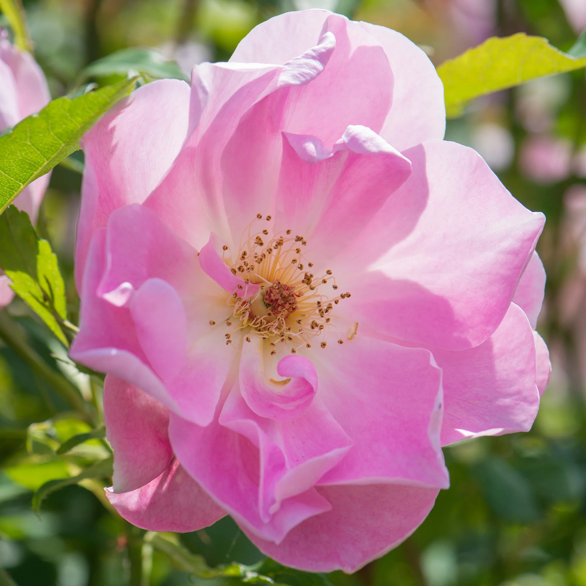 The Lady's Blush - Image 4