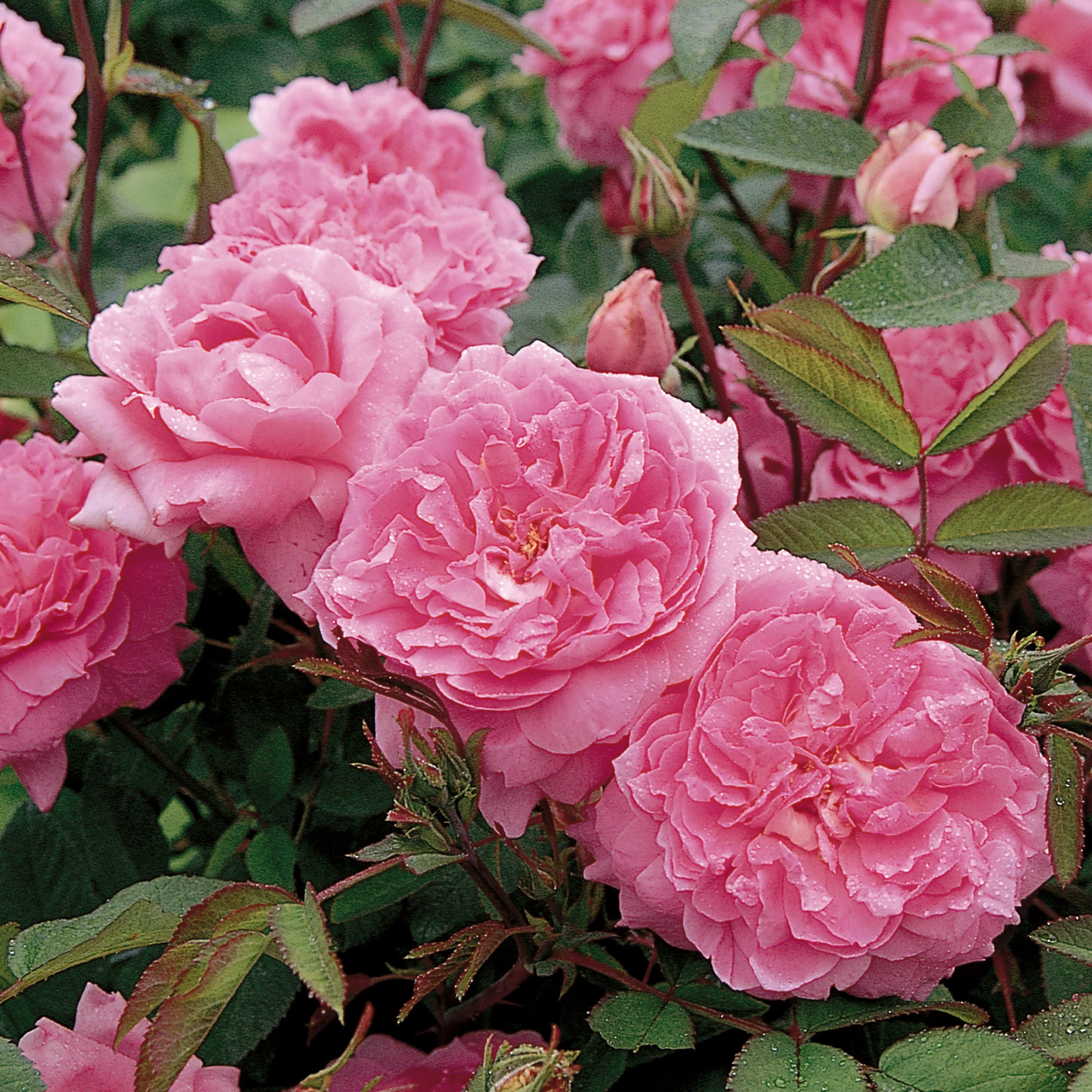 The Mayflower® - Image 9