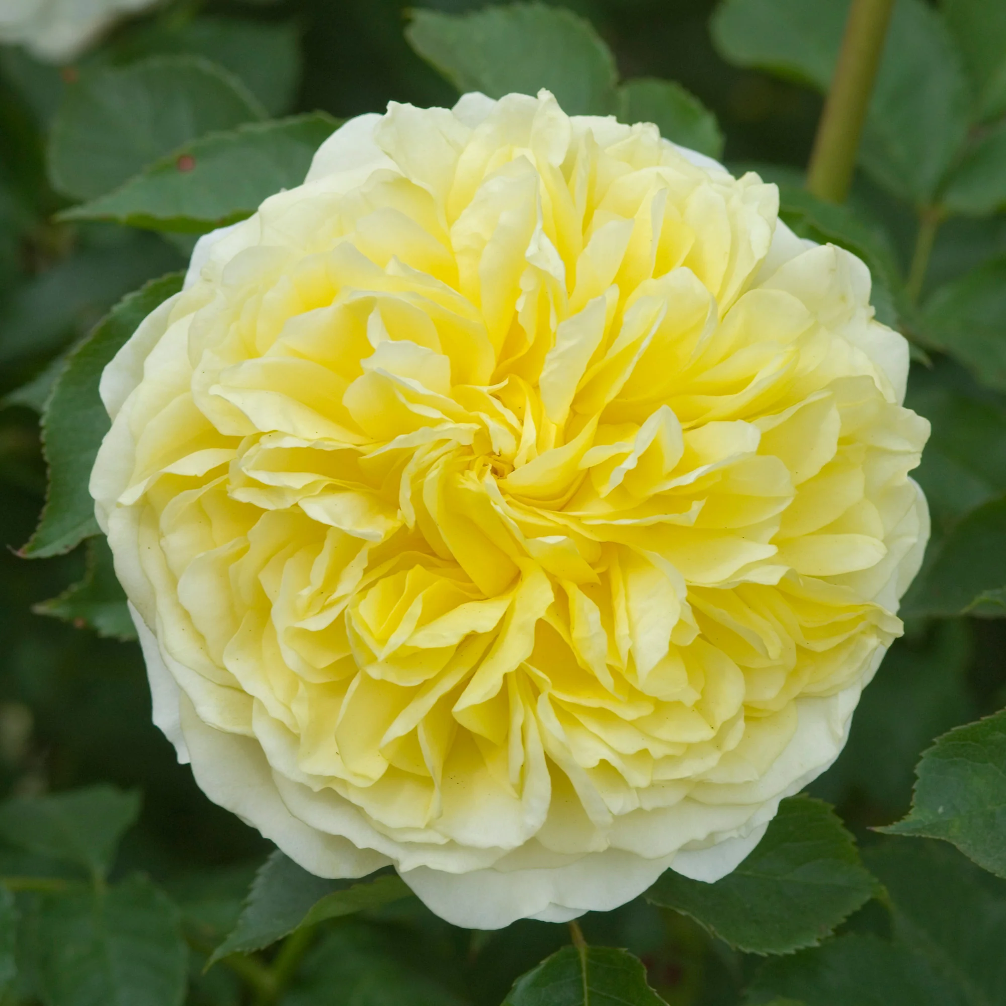 The Pilgrim® - Image 8