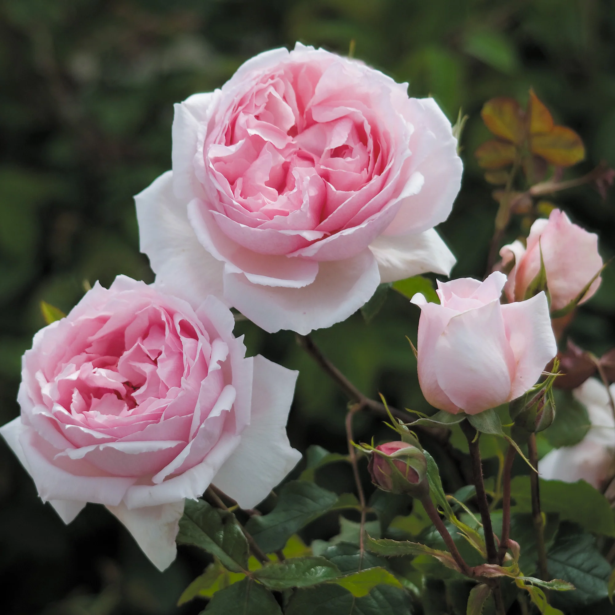 The Wedgwood Rose - Image 3
