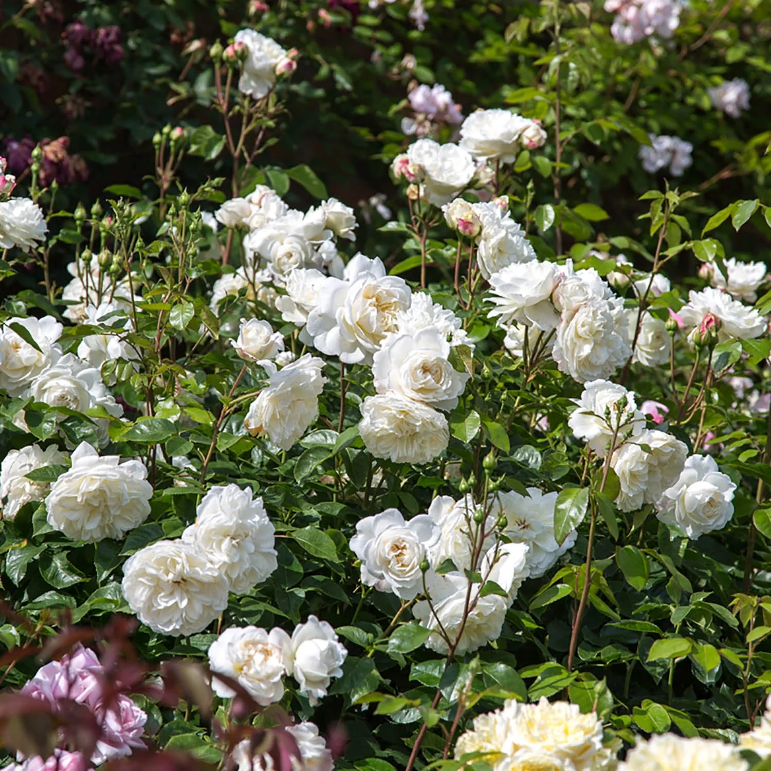 Tranquillity - Image 6