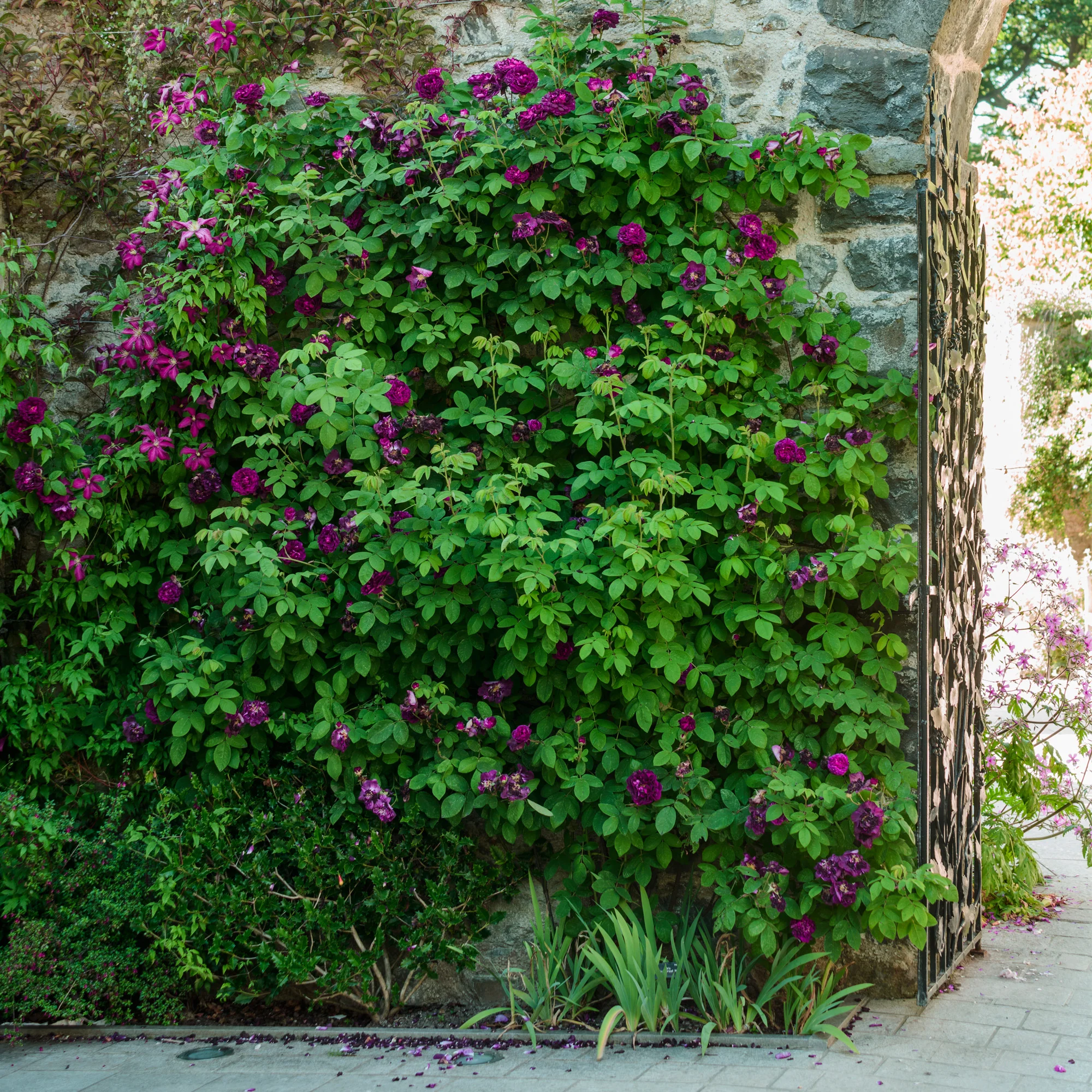 Tuscany Superb - Image 4