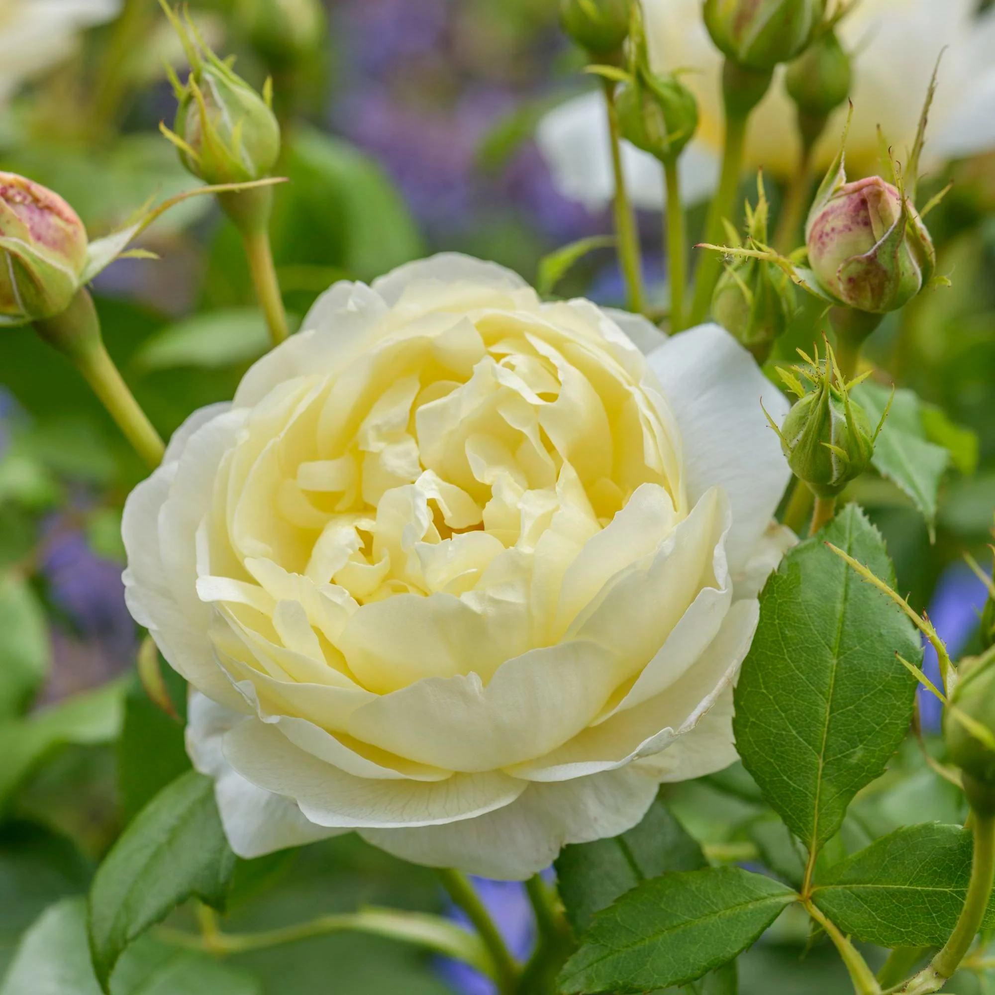 Vanessa Bell® - Image 4